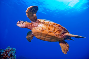 Picture of a Green Sea Turtle