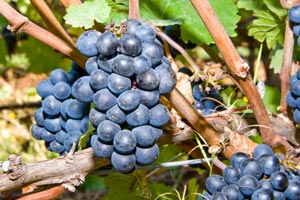 Photograph of Grapes hanging on vine.
